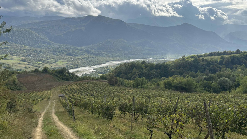 ცოლიკოური