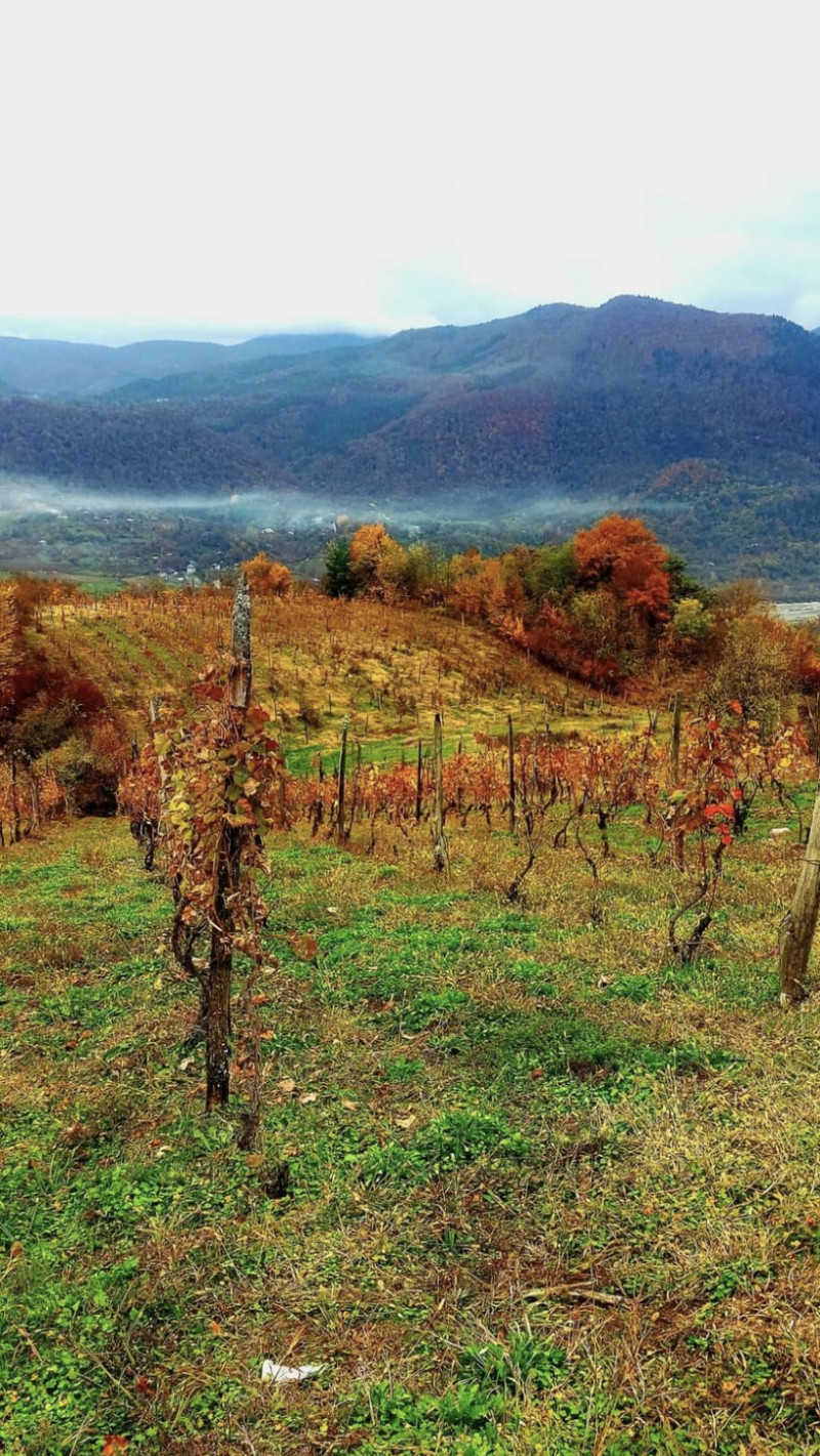 ფოტო გალერეა